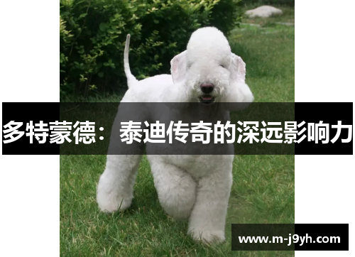 多特蒙德：泰迪传奇的深远影响力